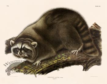111 Racoon